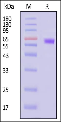 ACROBiosystems Cynomolgus PD-1 25ug, Quantity: Each of 1