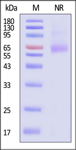 ACROBiosystems Human OX40 Ligand 1mg, Quantity: Each of 1