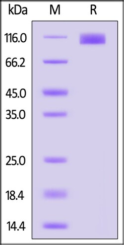 ACROBiosystems Canine OSMR 100ug, Quantity: Each of 1