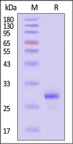 ACROBiosystems&nbsp;Human Nr4a1 Protein His Tag