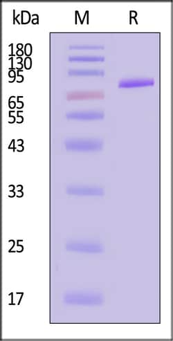 ACROBiosystems Human Nectin-4 25ug, Quantity: Each of 1