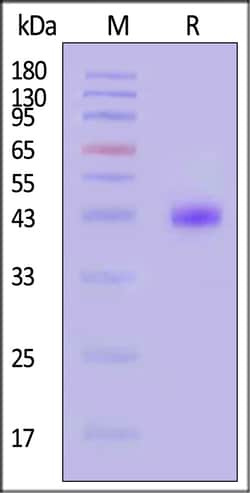 ACROBiosystems Cynomolgus Nectin-4 25ug, Quantity: Each of 1