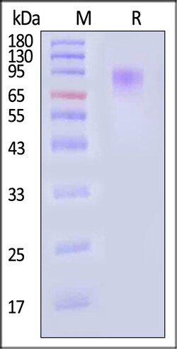 ACROBiosystems Human Mucin-13 100ug, Quantity: Each of 1