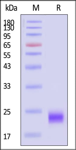 ACROBiosystems Mouse MOG 25ug, Quantity: Each of 1