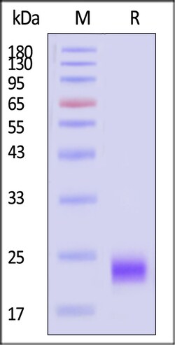 ACROBiosystems Mouse MOG 200ug, Quantity: Each of 1