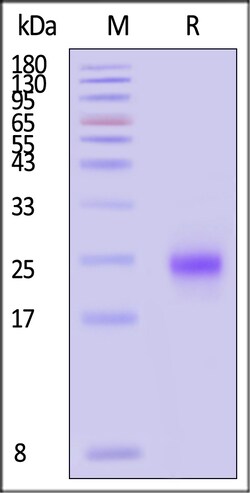 ACROBiosystems Human MOG 25ug, Quantity: Each of 1