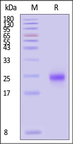 ACROBiosystems Human MOG 200ug, Quantity: Each of 1