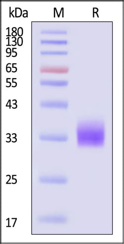 ACROBiosystems Human MICA 100ug, Quantity: Each of 1