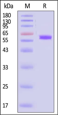 ACROBiosystems Human MICA 100ug, Quantity: Each of 1