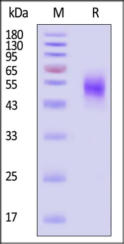 ACROBiosystems Cynomolgus MICA 100ug, Quantity: Each of 1