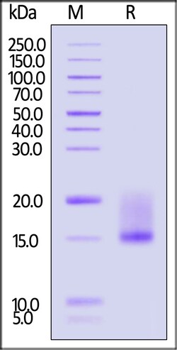 ACROBiosystems&nbsp;Rat LY6G6D Protein His Tag