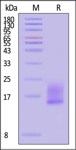 ACROBiosystems Mouse LY6G6D Protein His Tag, Quantity: Each of 1