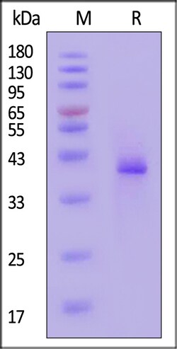 ACROBiosystems&nbsp;Human LY6G6D Protein Fc Tag