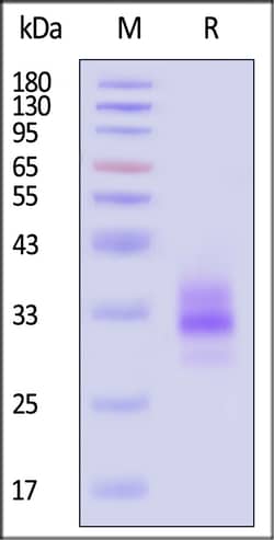 ACROBiosystems Cynomolgus LTBR 100ug, Quantity: Each of 1
