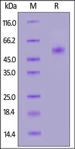 ACROBiosystems Human Galectin-9 25ug, Quantity: Each of 1