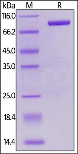 ACROBiosystems Human LAG-3 25ug, Quantity: Each of 1