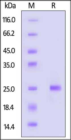 ACROBiosystems Human KRAS 50ug, Quantity: Each of 1