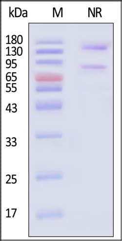 ACROBiosystems Integrin alpha V beta 5 100ug, Quantity: Each of 1