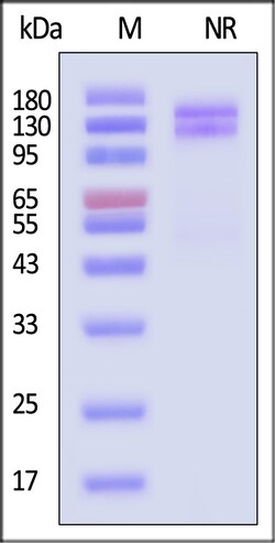 ACROBiosystems Integrin alpha V beta 1 100ug, Quantity: Each of 1