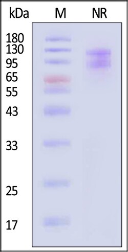 ACROBiosystems Integrin alpha V beta 1 100ug, Quantity: Each of 1