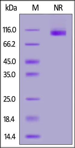 ACROBiosystems Cynomolgus ITGA7X1BITGB1 Hete, Quantity: Each of 1