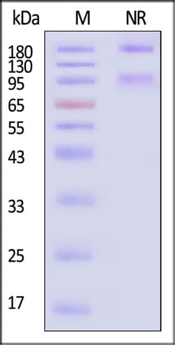 ACROBiosystems Integrin alpha 1 beta 1 100ug, Quantity: Each of 1