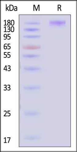 ACROBiosystems Human Integrin alpha 1 100ug, Quantity: Each of 1