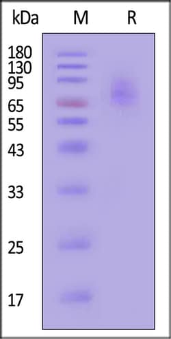ACROBiosystems Human IL-4 R alpha IL-13 R a, Quantity: Each of 1