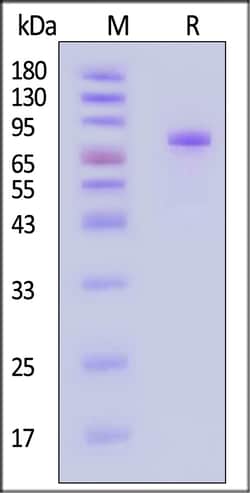 ACROBiosystems Human IL-5 R alpha 200ug, Quantity: Each of 1