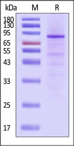 ACROBiosystems&nbsp;Human IL-27 Protein Fc Tag