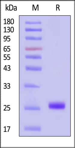 ACROBiosystems Cynomolgus IL-33 His Tag, Quantity: Each of 1