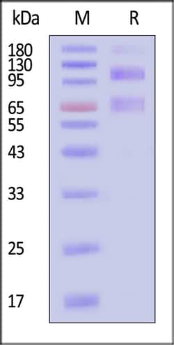ACROBiosystems Mouse IGF-I R Protein Fc Tag, Quantity: Each of 1