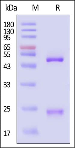 ACROBiosystems Mouse IgG Fc 1mg, Quantity: Each of 1