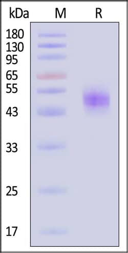 ACROBiosystems Cynomolgus IgE Fc 1mg, Quantity: Each of 1