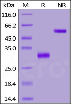 ACROBiosystems Mouse IgG2a Fc Tag Free, Quantity: Each of 1