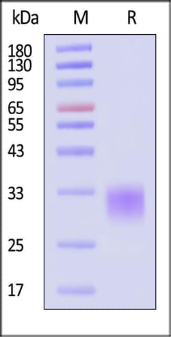 ACROBiosystems&nbsp;Human ICOS Protein His Tag