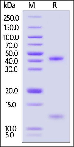 ACROBiosystems Unconjugated Human HLA-A0201, Quantity: Each of 1