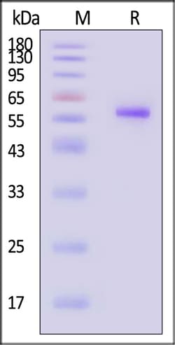 ACROBiosystems Biotinylated Human HLA-A0201, Quantity: Each of 1