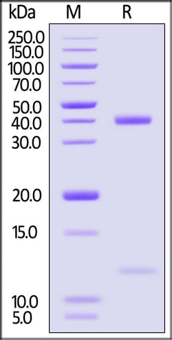 ACROBiosystems Biotinylated Human HLA-A1101, Quantity: Each of 1