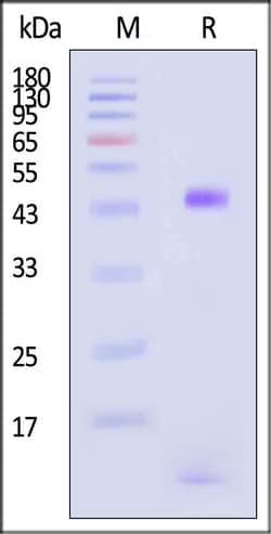 ACROBiosystems Biotinylated Human HLA-A0201, Quantity: Each of 1