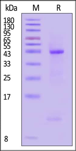 ACROBiosystems Biotinylated Human HLA-A0301, Quantity: Each of 1