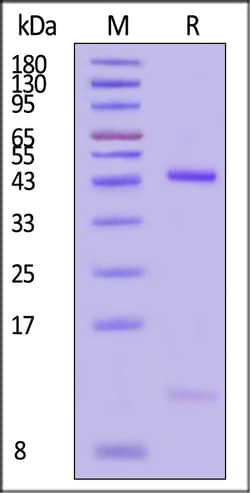 ACROBiosystems Biotinylated Human HLA-B0702, Quantity: Each of 1