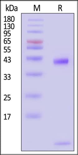 ACROBiosystems Biotinylated Human HLA-A0201, Quantity: Each of 1