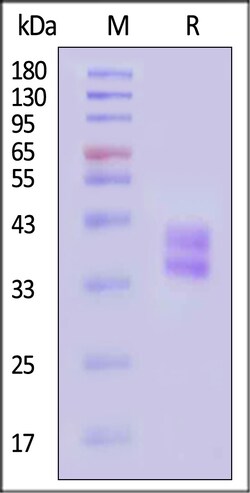 ACROBiosystems Biotinylated Human HLA-DRA101, Quantity: Each of 1