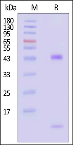 ACROBiosystems Biotinylated Human HLA-A0201, Quantity: Each of 1