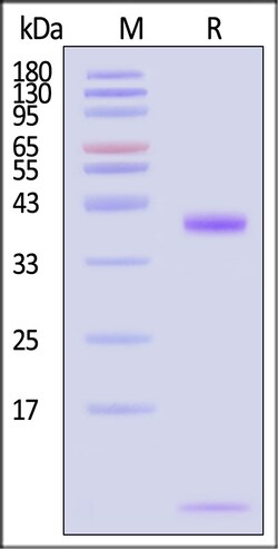 ACROBiosystems Biotinylated Human HLA-A2402, Quantity: Each of 1