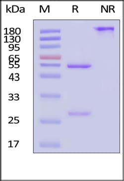 ACROBiosystems Mouse His 1mg, Quantity: Each of 1