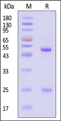 ACROBiosystems Mouse Hemagglutinin HA 100ug, Quantity: Each of 1