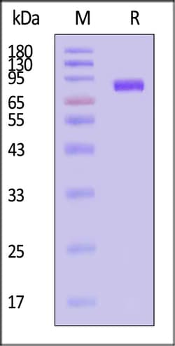 ACROBiosystems Hemagglutinin HA 1mg, Quantity: Each of 1