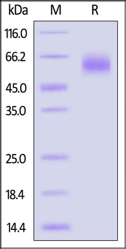 ACROBiosystems Hemagglutinin 1 HA1 100ug, Quantity: Each of 1